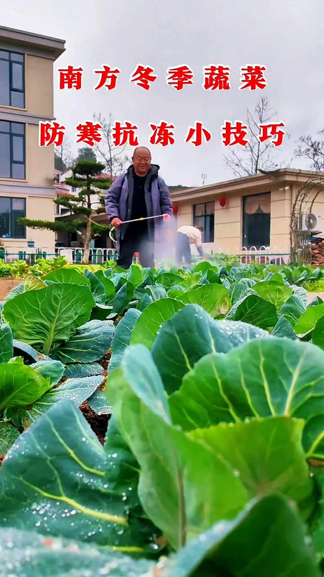 南方冬季蔬菜防寒抗冻小技巧!