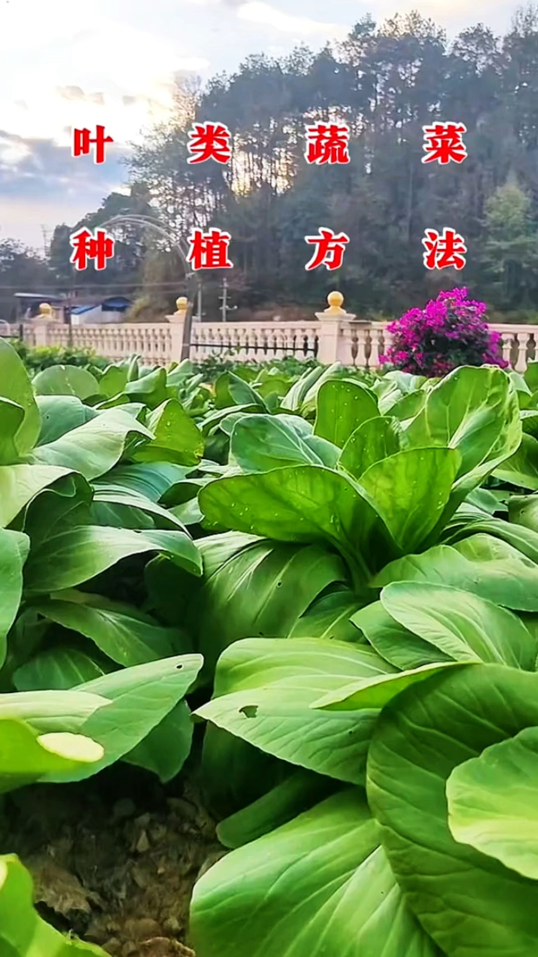 叶类蔬菜的种植方法和技巧!