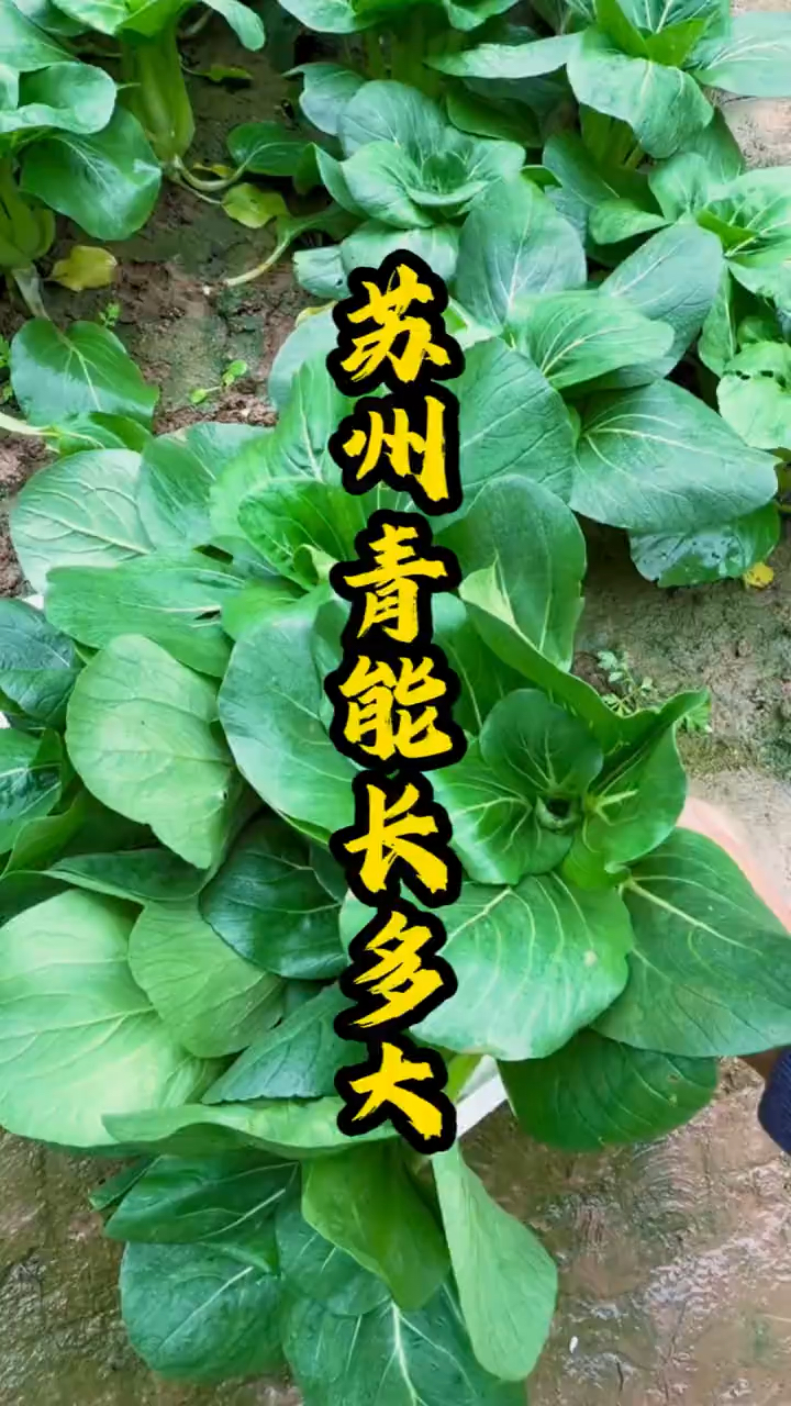 苏州青到底能长多大?你家的多大了?