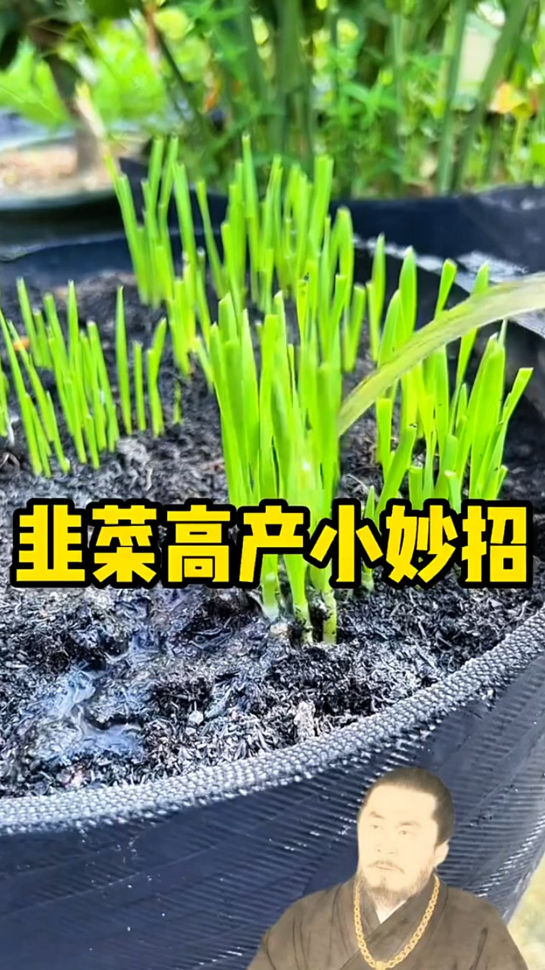 韭菜高产小妙招!