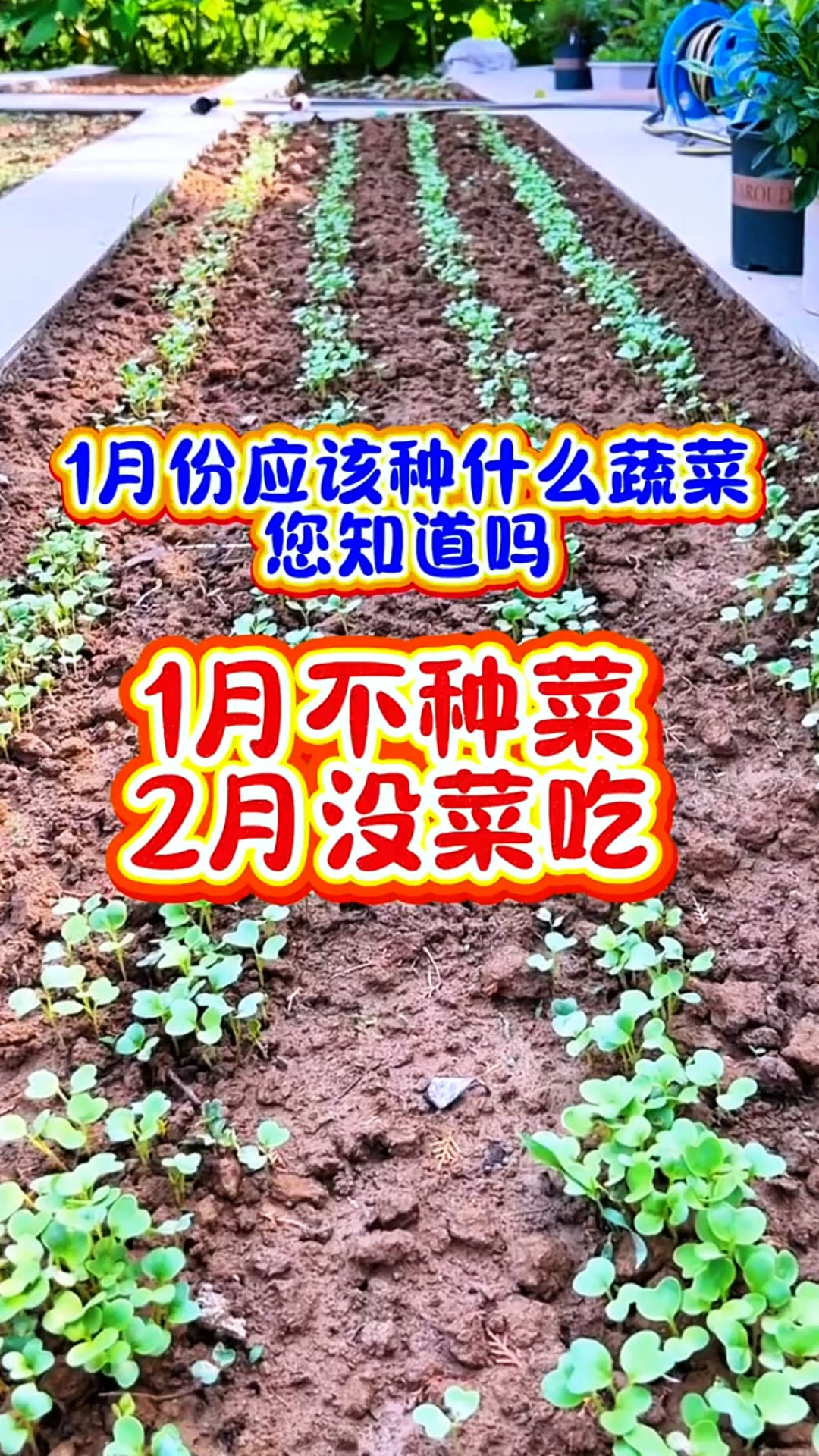 1月不种菜,2月没菜吃,一月份还能种哪些蔬菜?