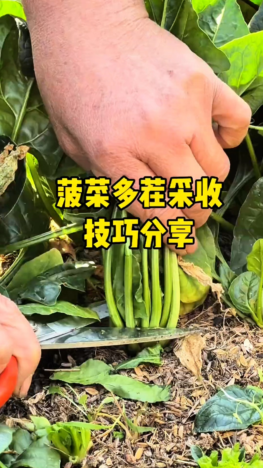 菠菜其实可以跟韭菜一样,割完又会继续长!