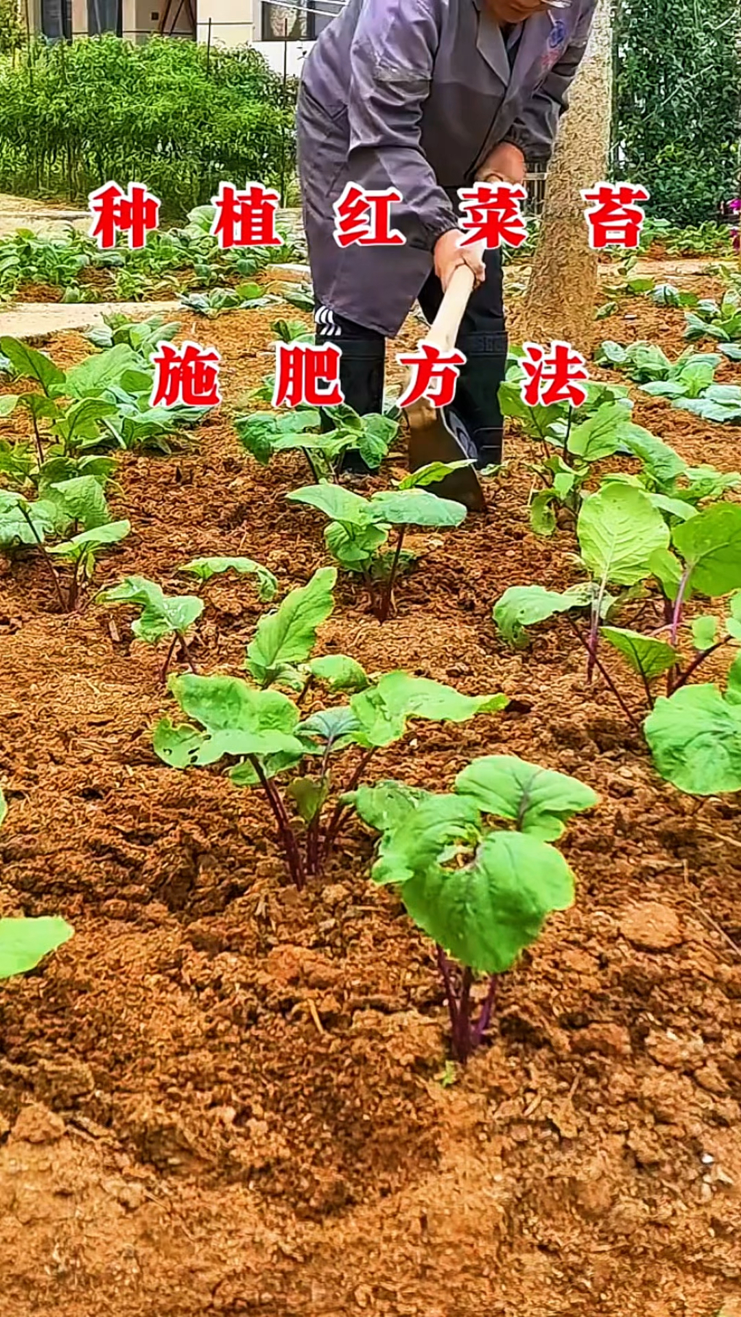 冬季种植红菜苔的施肥方法。