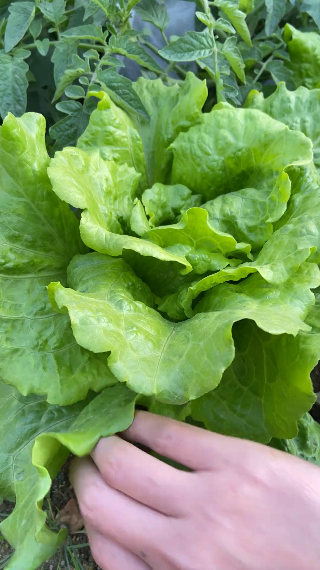 意大利生菜，好吃好种又不招虫的蔬菜！强烈推荐！