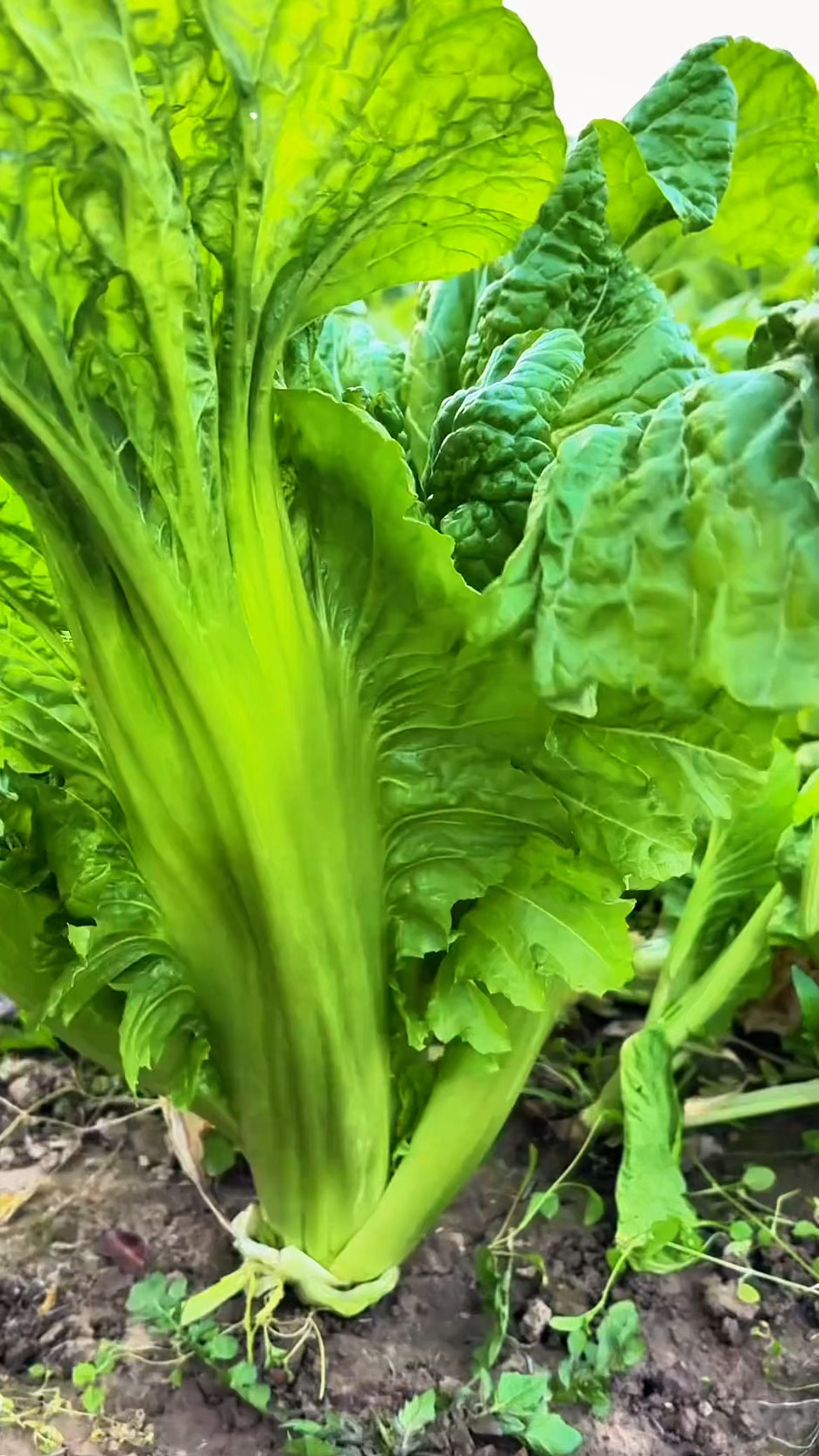 大叶芥菜割了还可以长！