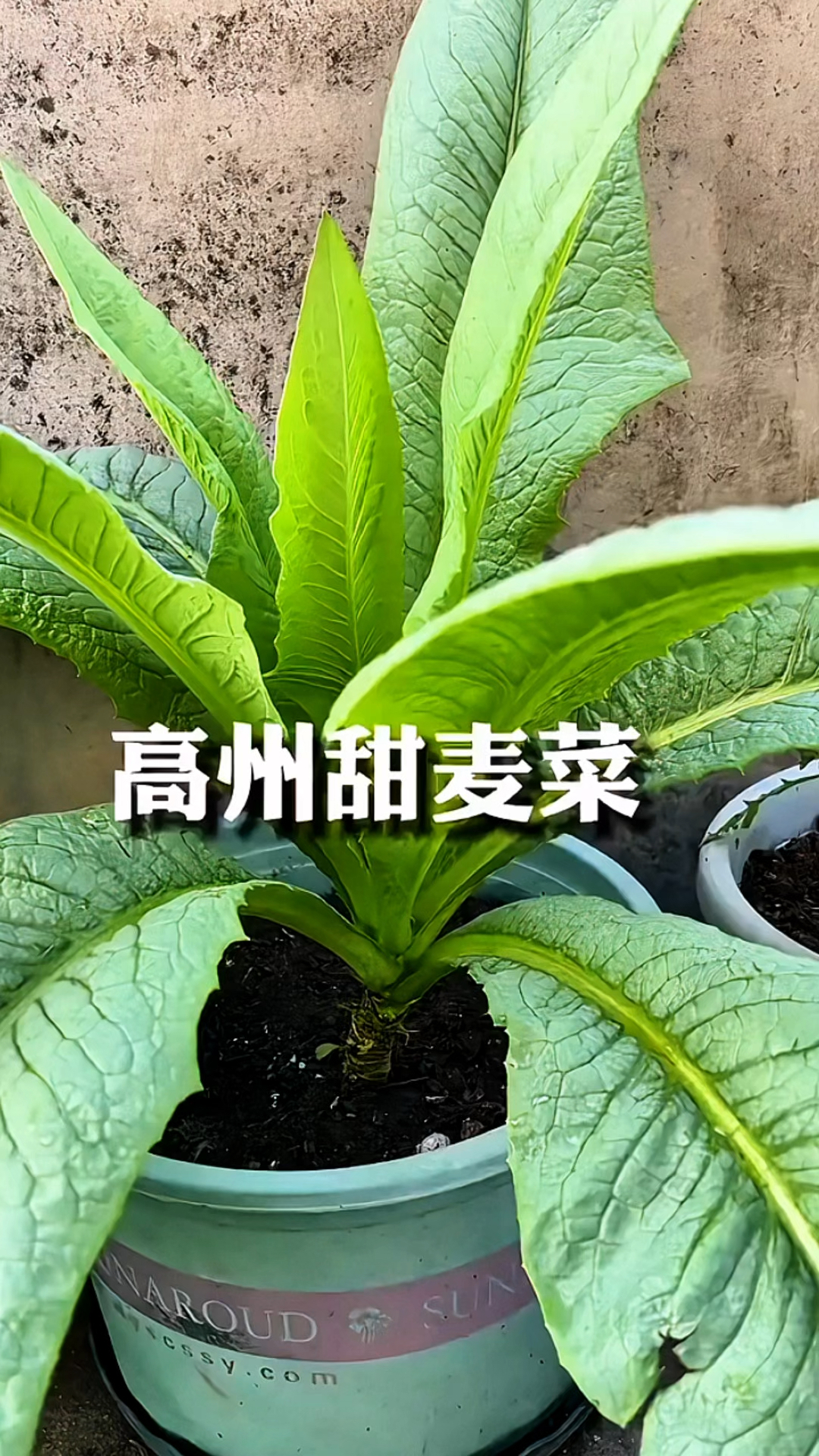 高州甜麦菜摘了还长，可以种植！