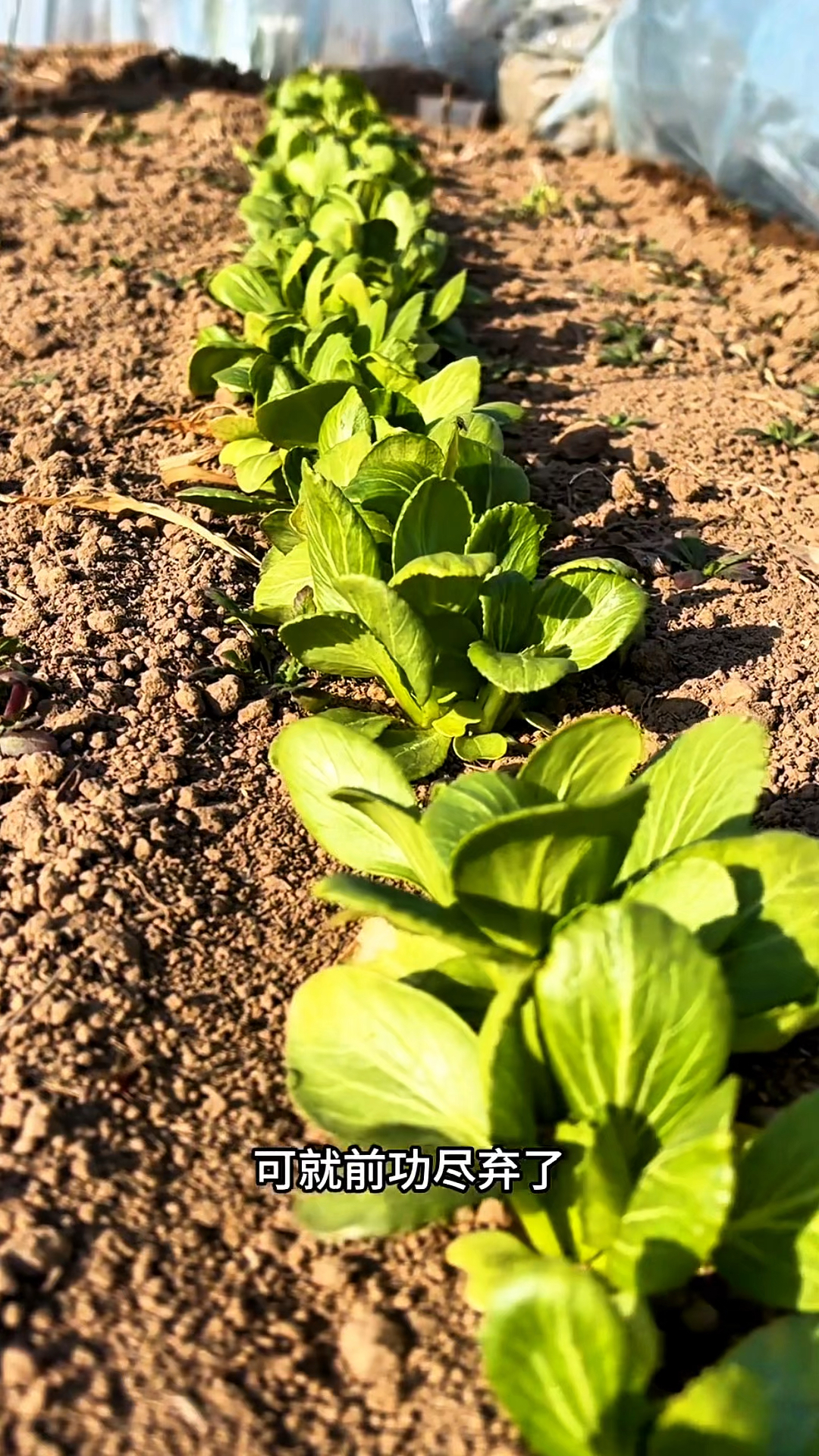 冬季种植鸡毛菜教程！