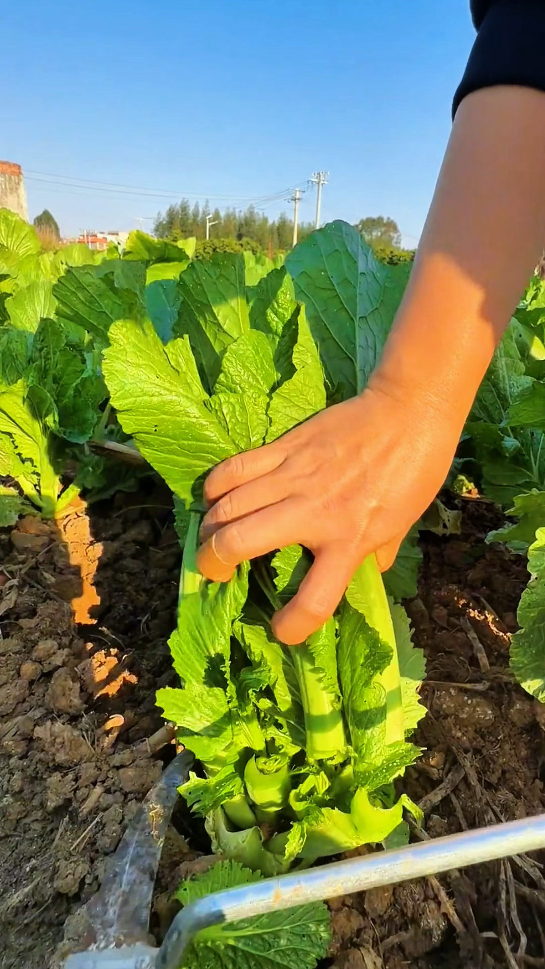 芥菜茎叶割了还能再长！