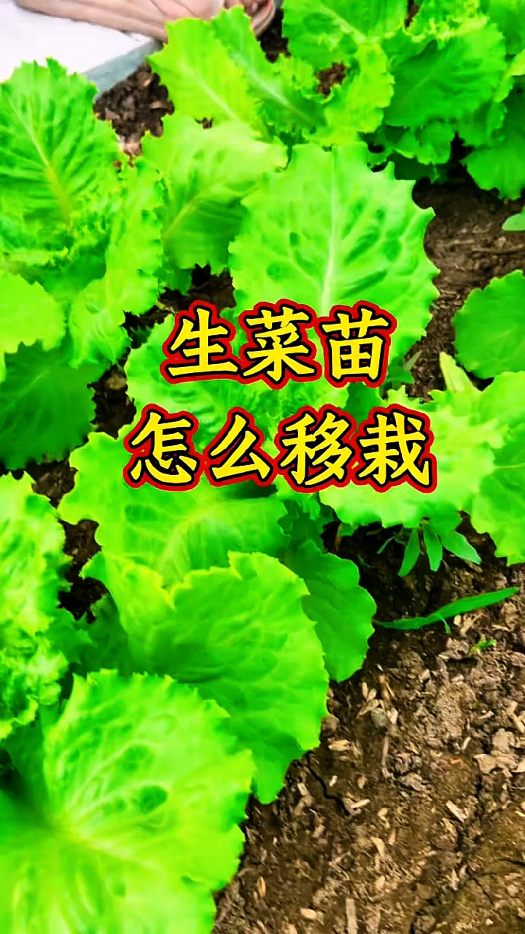 生菜苗怎么移栽？教程来啦！