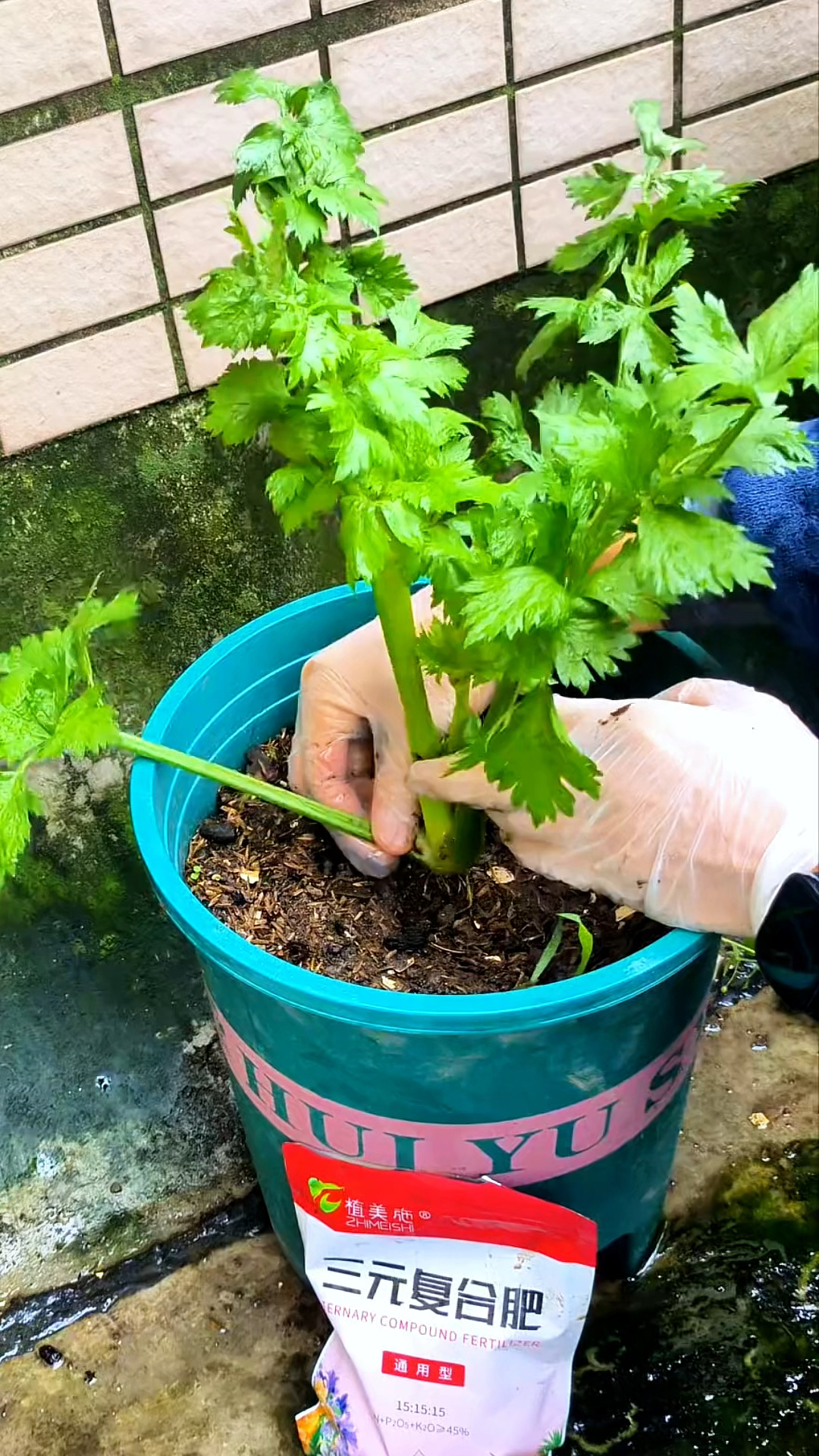 芹菜可以一直撇叶子吃,撇完上点肥几天又长出来了!