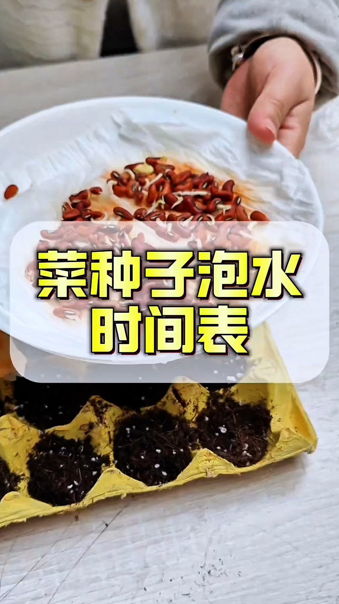 菜种子泡水时间表，你知道几个？