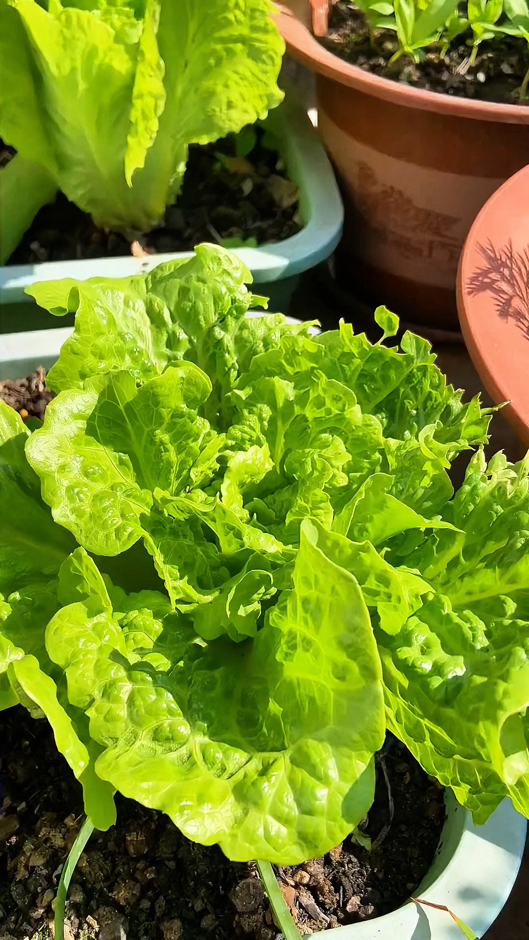 意大利生菜，青甜无苦味，还不易招虫！