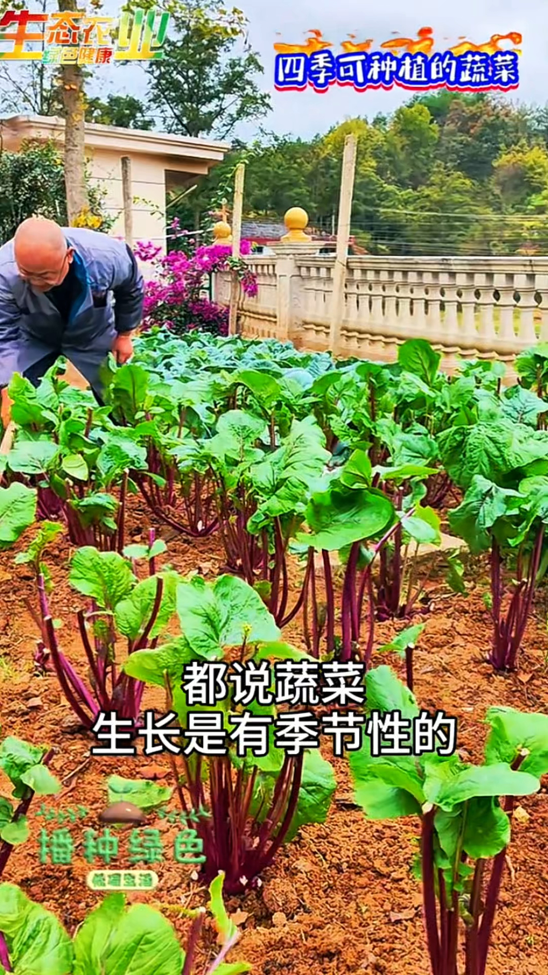 一年四季都可以种植的十种菜，你种过几种？