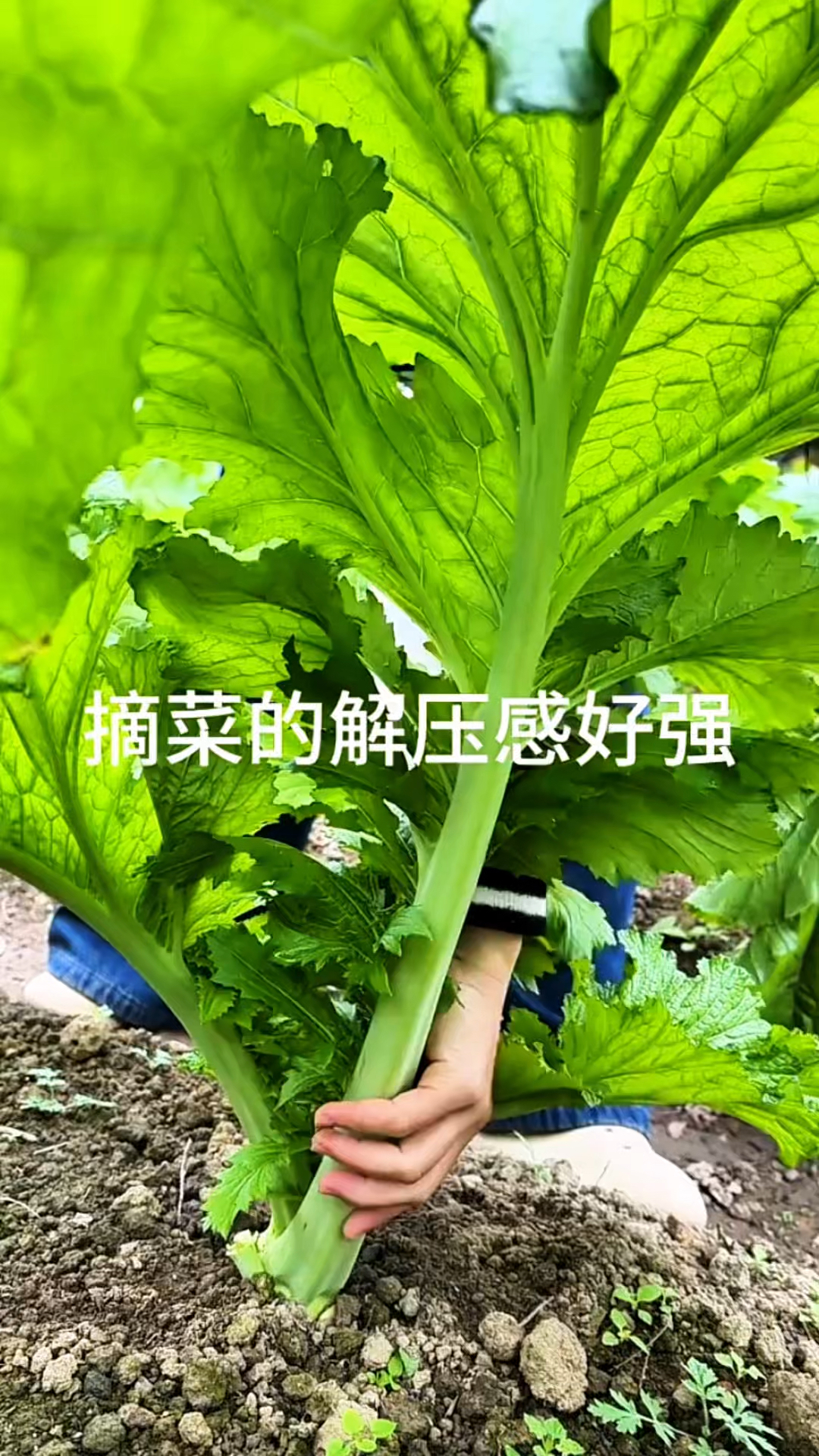 掰了叶子还能再长的大叶芥菜，很好吃！
