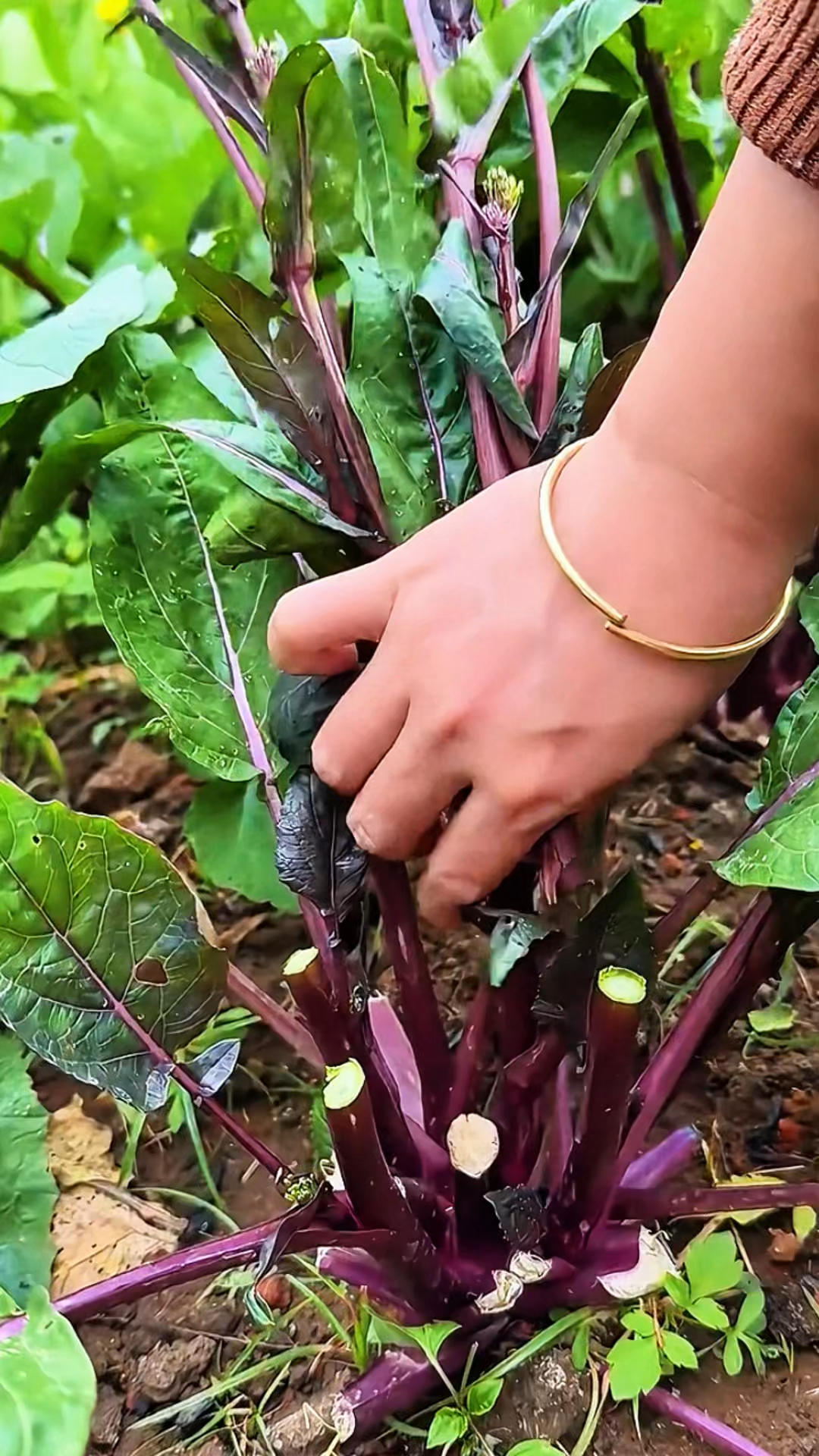 红菜苔正确吃法,掐了一茬!