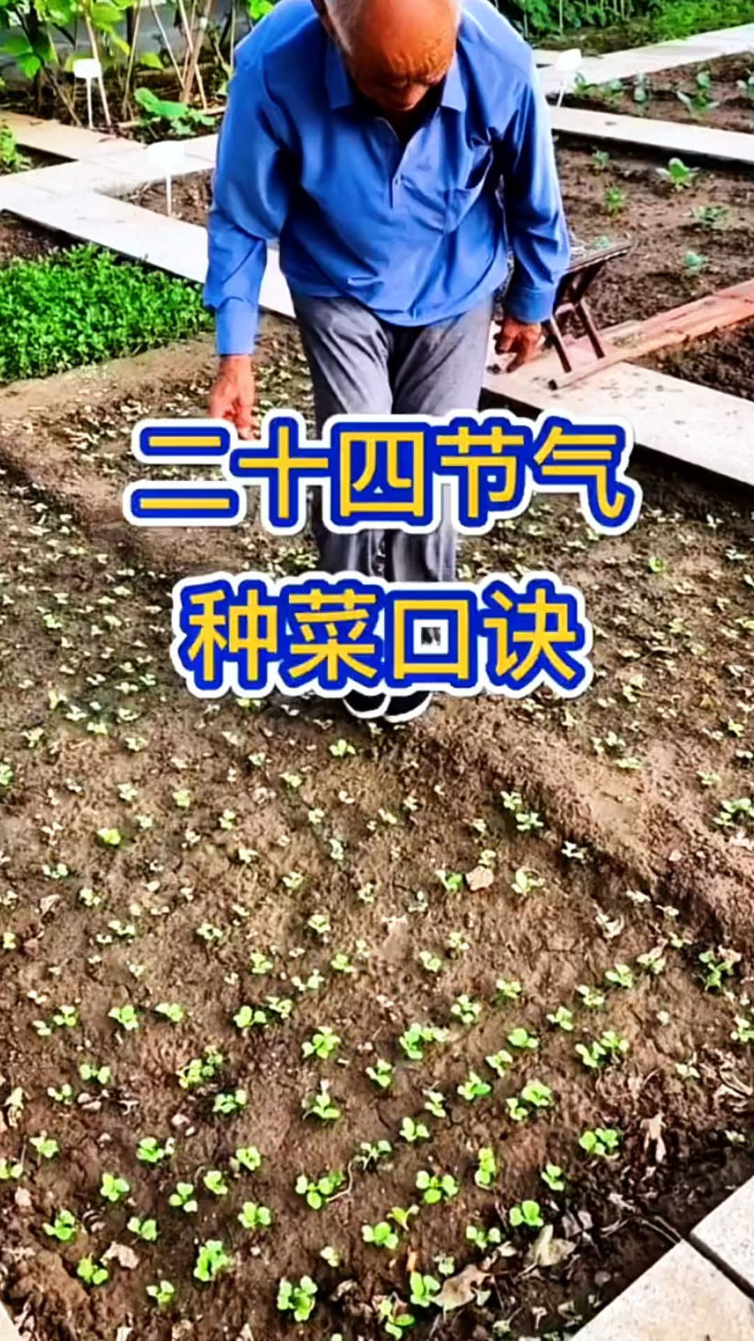 二十四节气,种菜口诀,你知道几句?