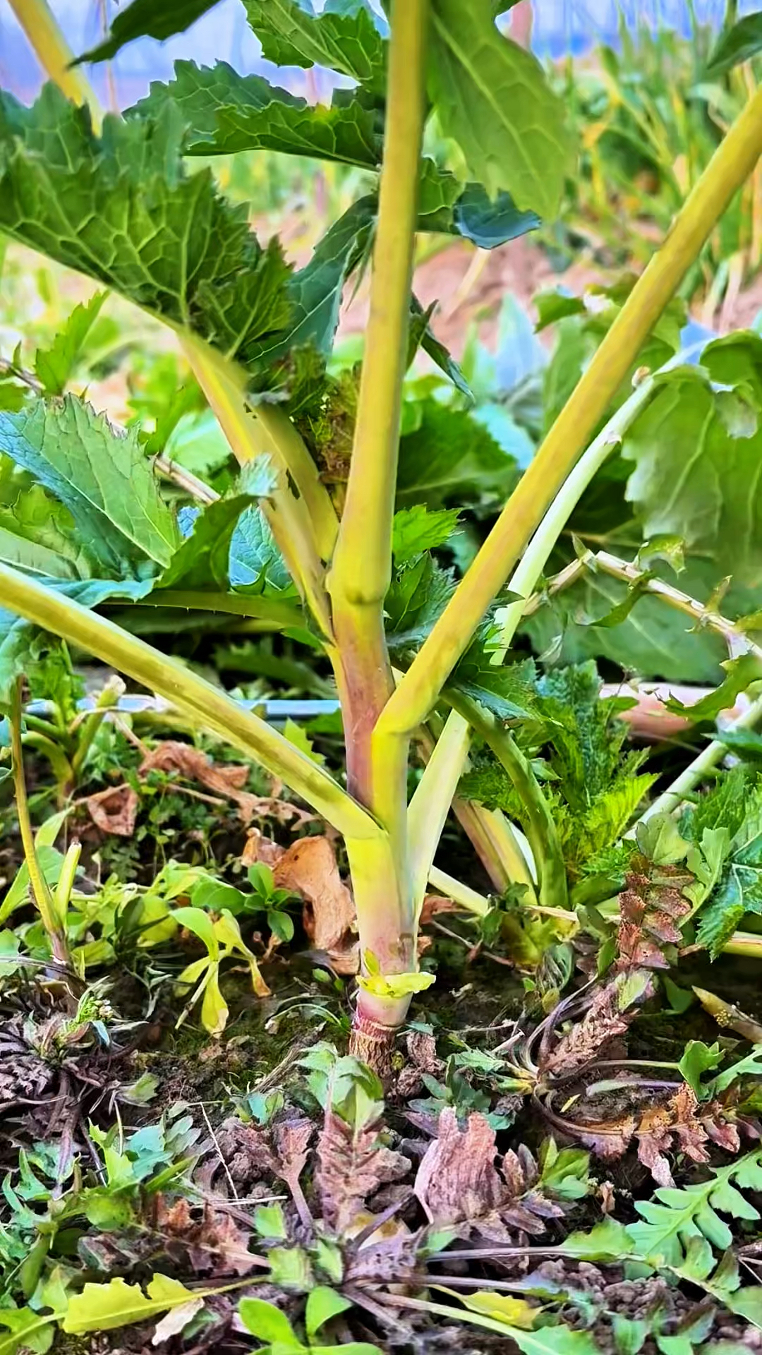 野辣菜,割了还可以长!