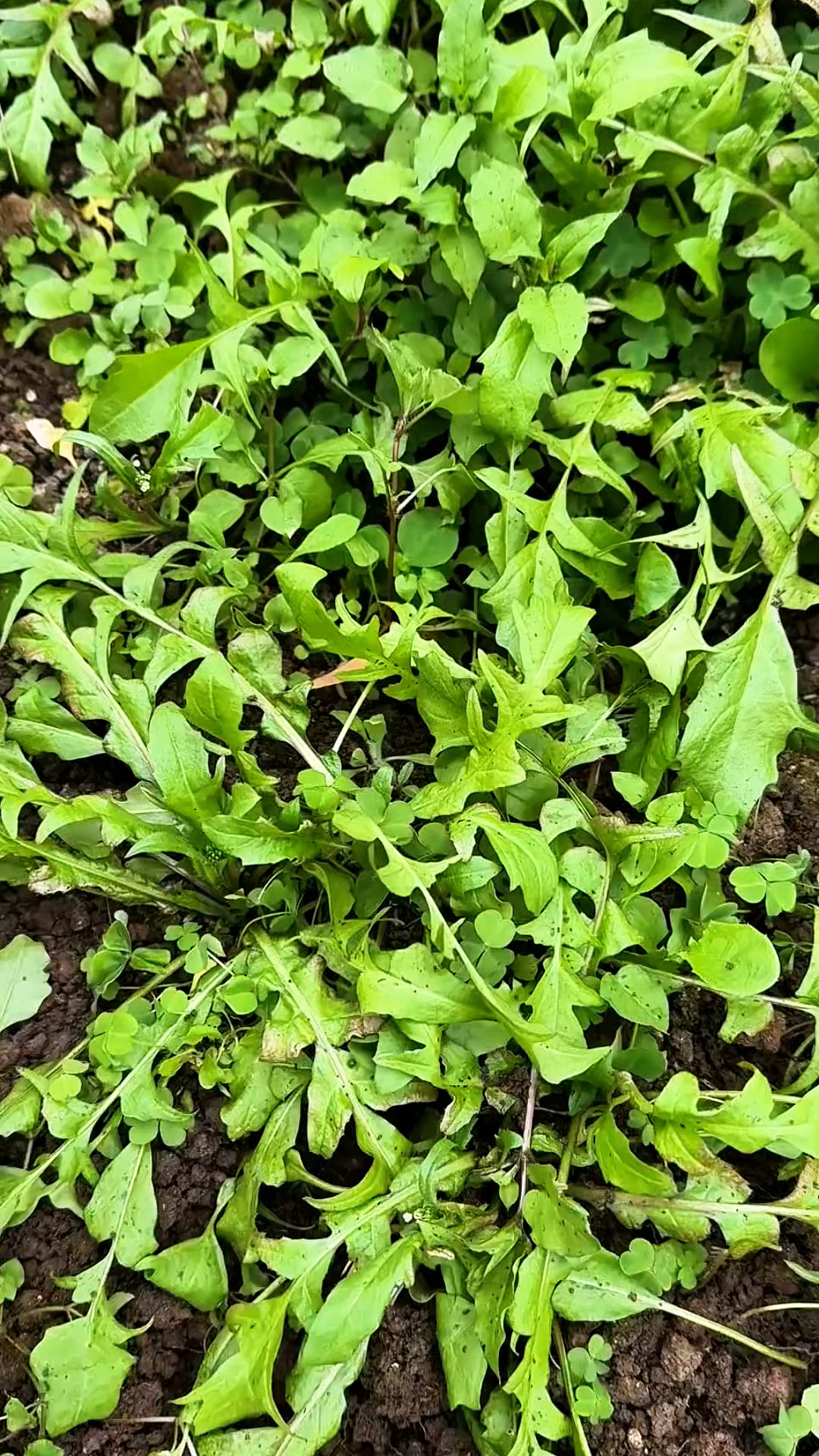 荠菜,美味又有营养!