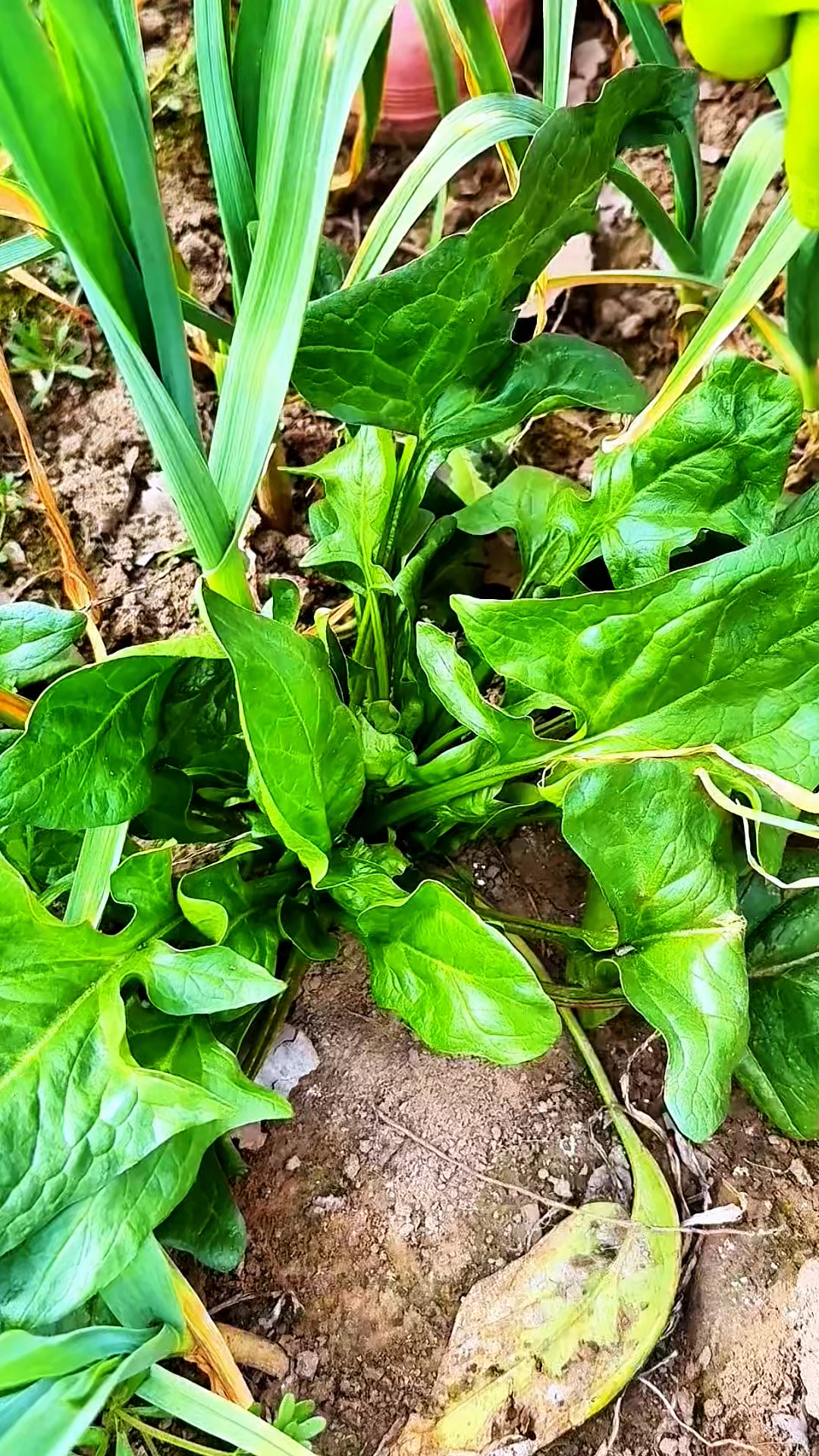 红根菠菜的根甜甜的，很好吃！