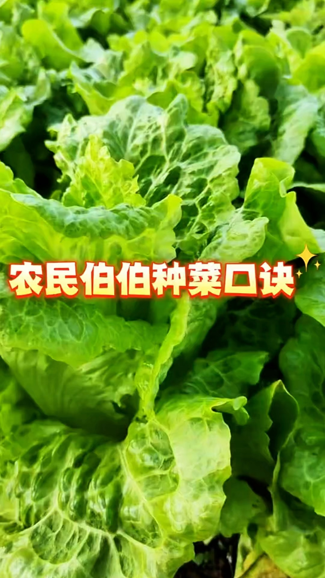 农民伯伯的种菜口诀,赶快收藏好吧!