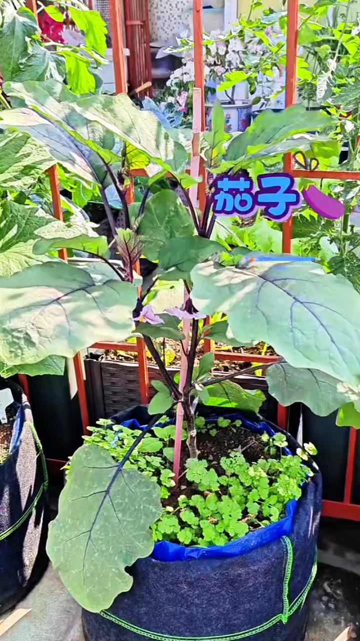 3月能种什么蔬菜?辣椒,茄子,黄瓜,丝瓜,西葫芦!
