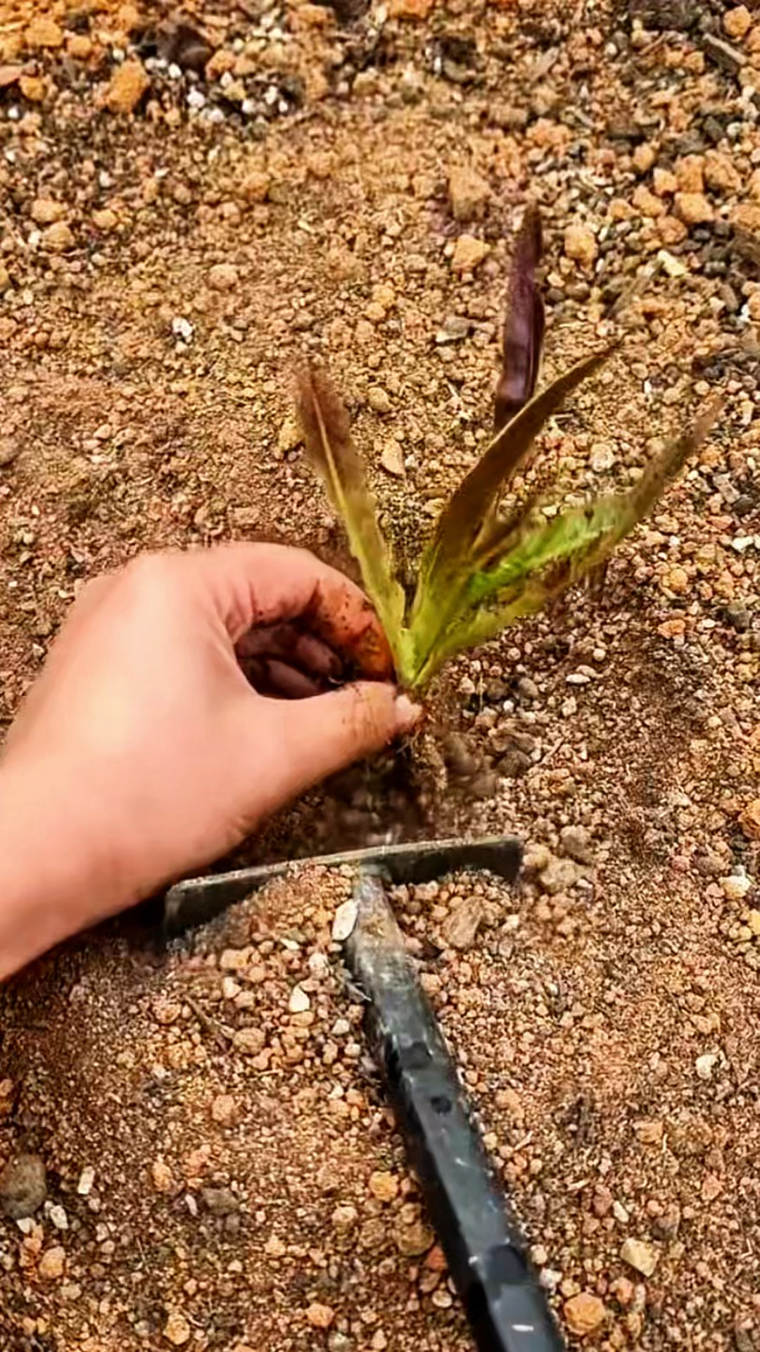 移栽紫色莴笋,吃起来更有味道!