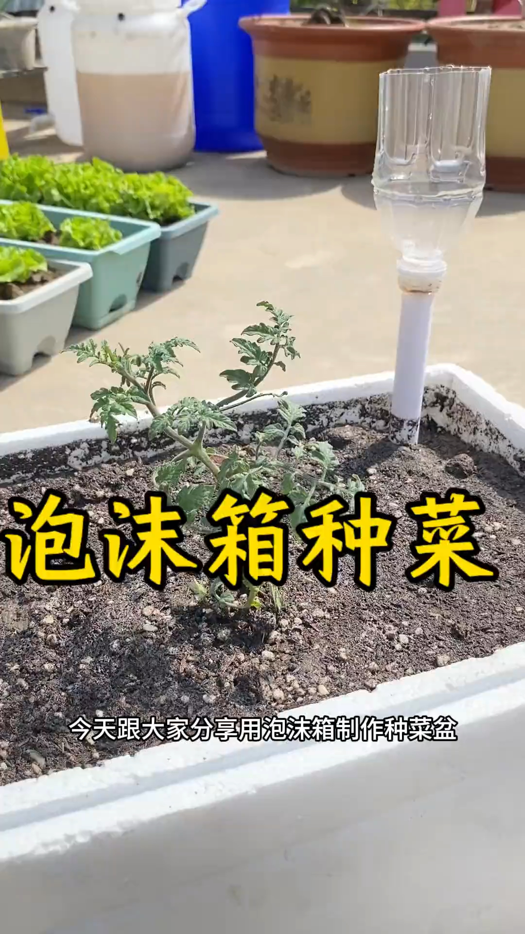 泡沫箱种菜你不知道的秘诀!