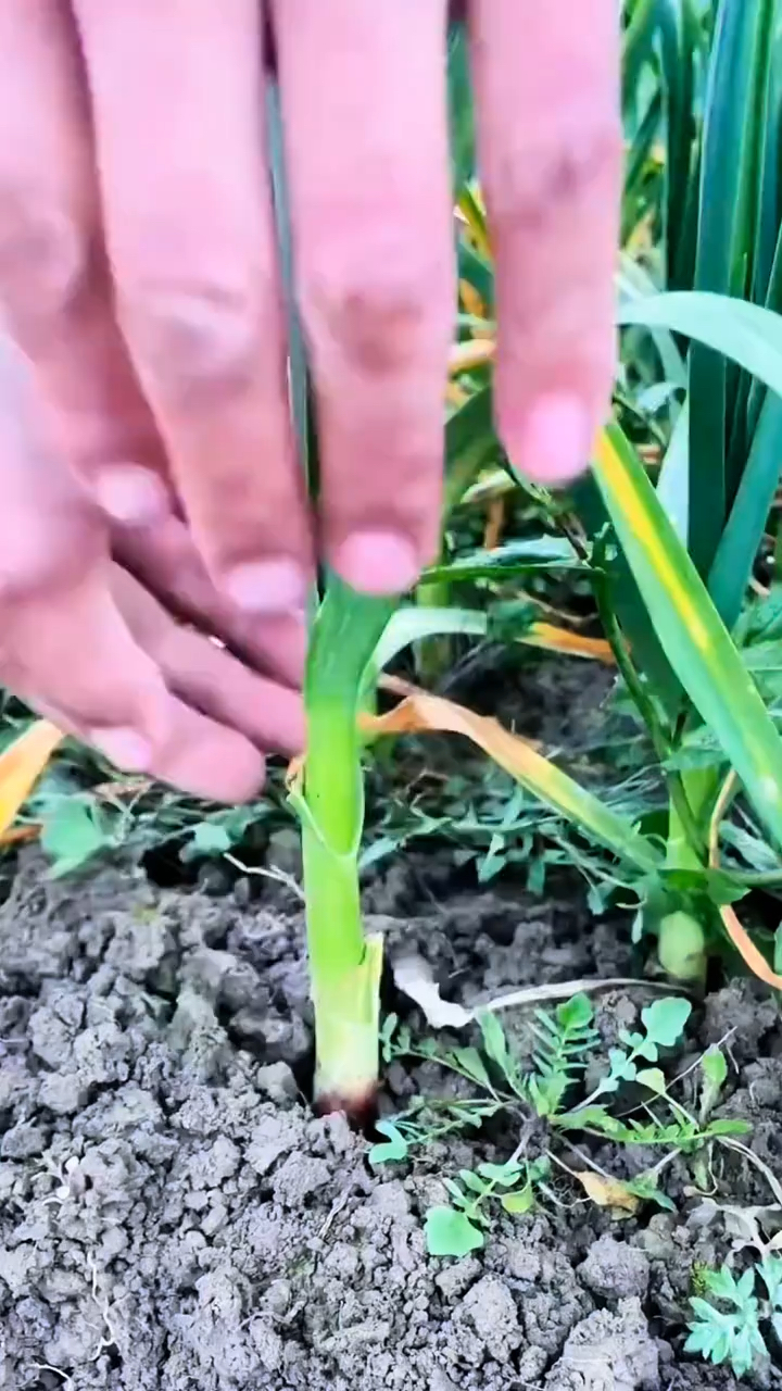 蒜苗割完一茬又一茬的方法!