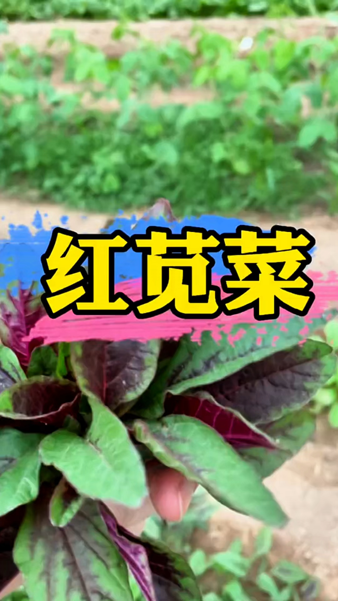 红苋菜的好,你都知道哪些?