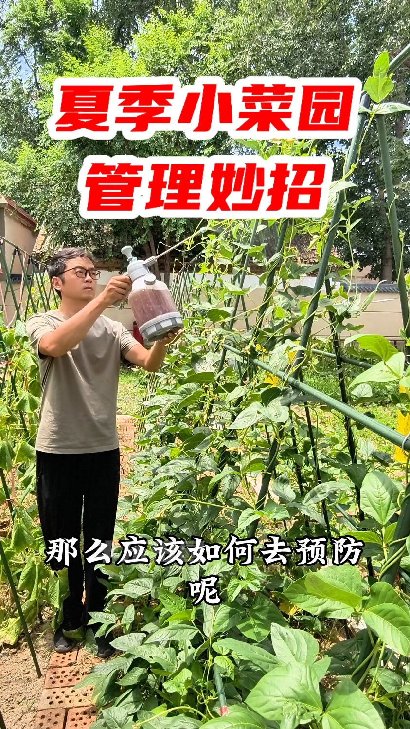 夏季小菜园管理妙招