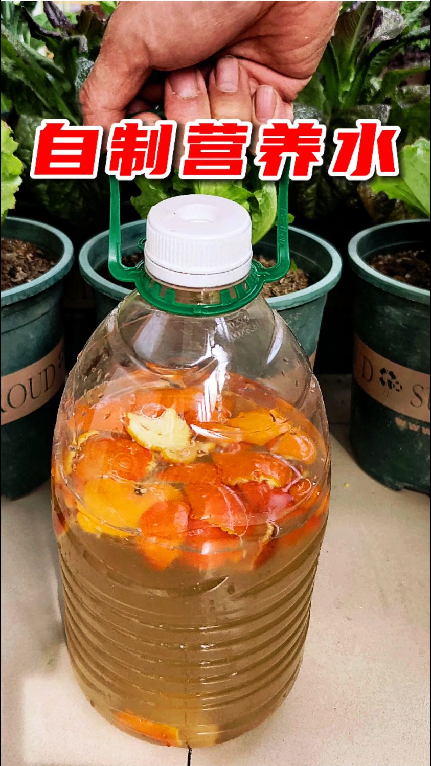 用淘米水加入鸡蛋壳和橘子皮发酵,自己在家就能制养花种菜营养水