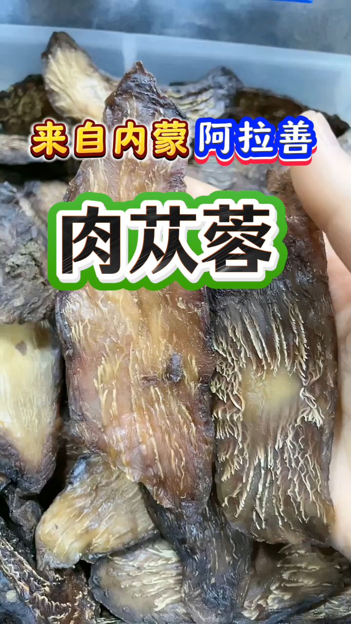 来自阿拉善的肉苁蓉