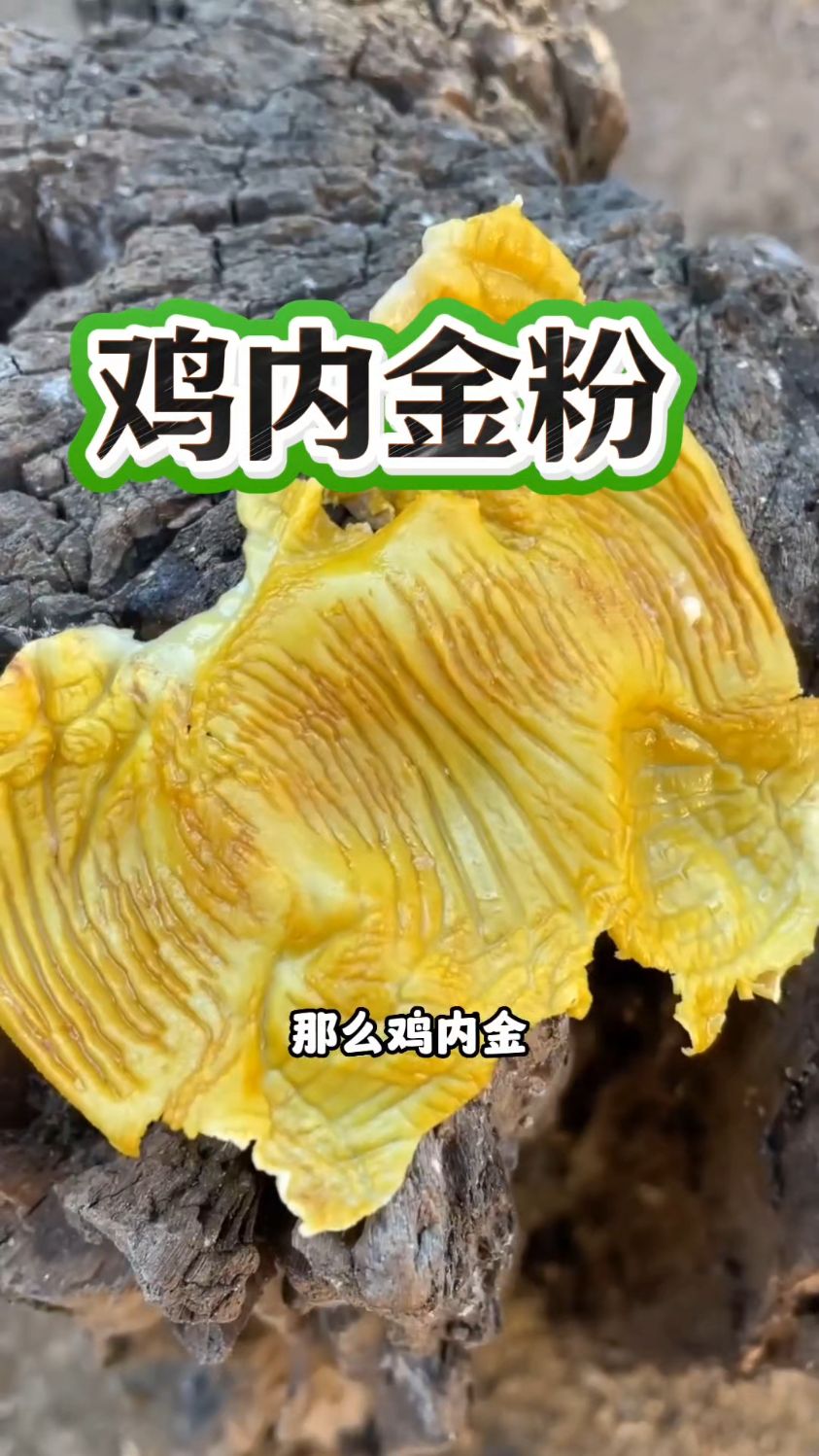 老一辈人都知道鸡内金的好处，今天教大家炒制鸡内金粉。