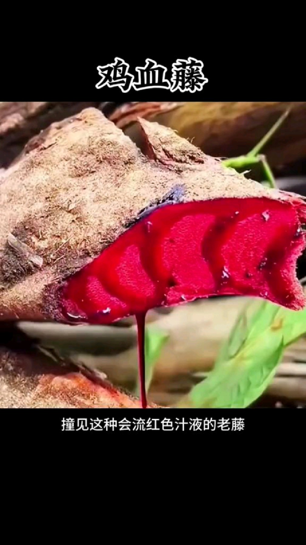 鸡血藤煮水喝非常好,女士们收好了!