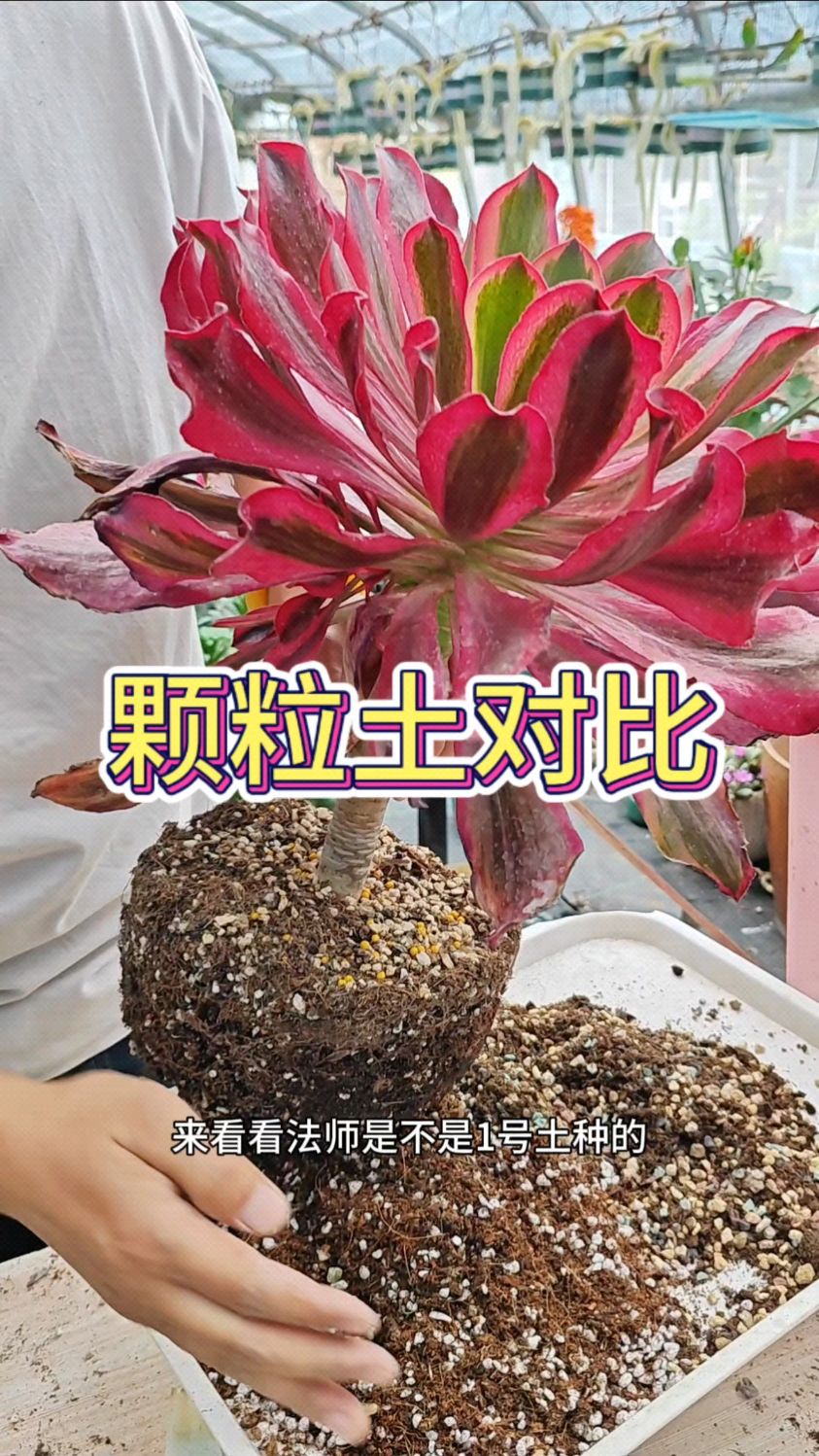 正经多肉植物颗粒土怎么配?对比下两种多肉土!
