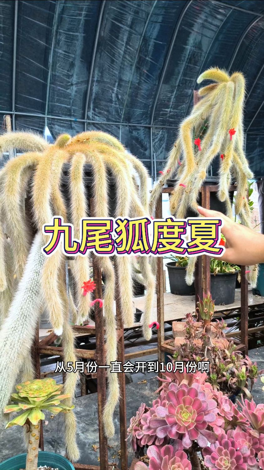 九尾狐多肉向上翘着长，主要是光照不足，高温预防烂根！