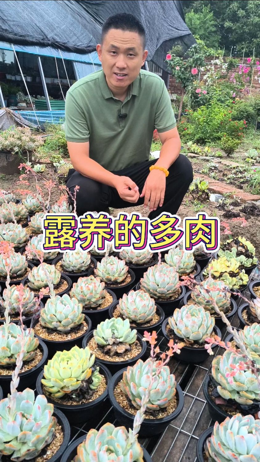 露养多肉淋雨暴晒，还活下来的特别适合新手！