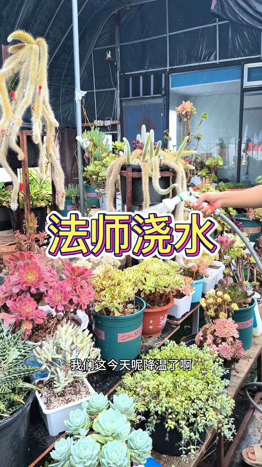 立秋后多肉法师如何浇水，阴雨天凉快少量浇水！