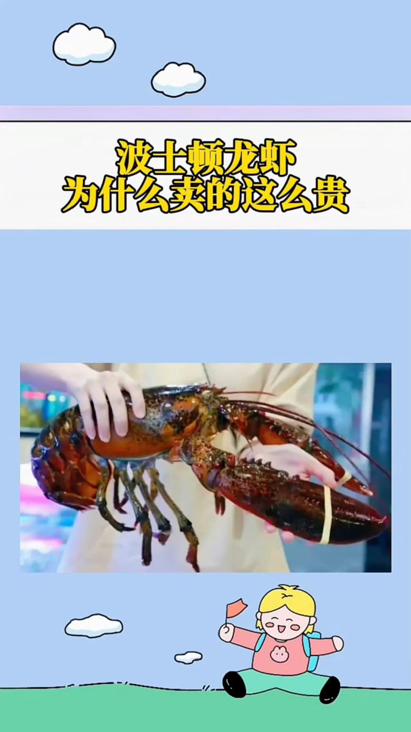 波士顿龙虾为什么卖的那么贵
