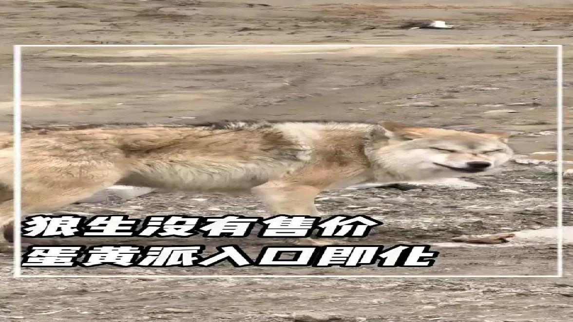 萌狼表情包来袭，爆笑不停笑到肚子疼