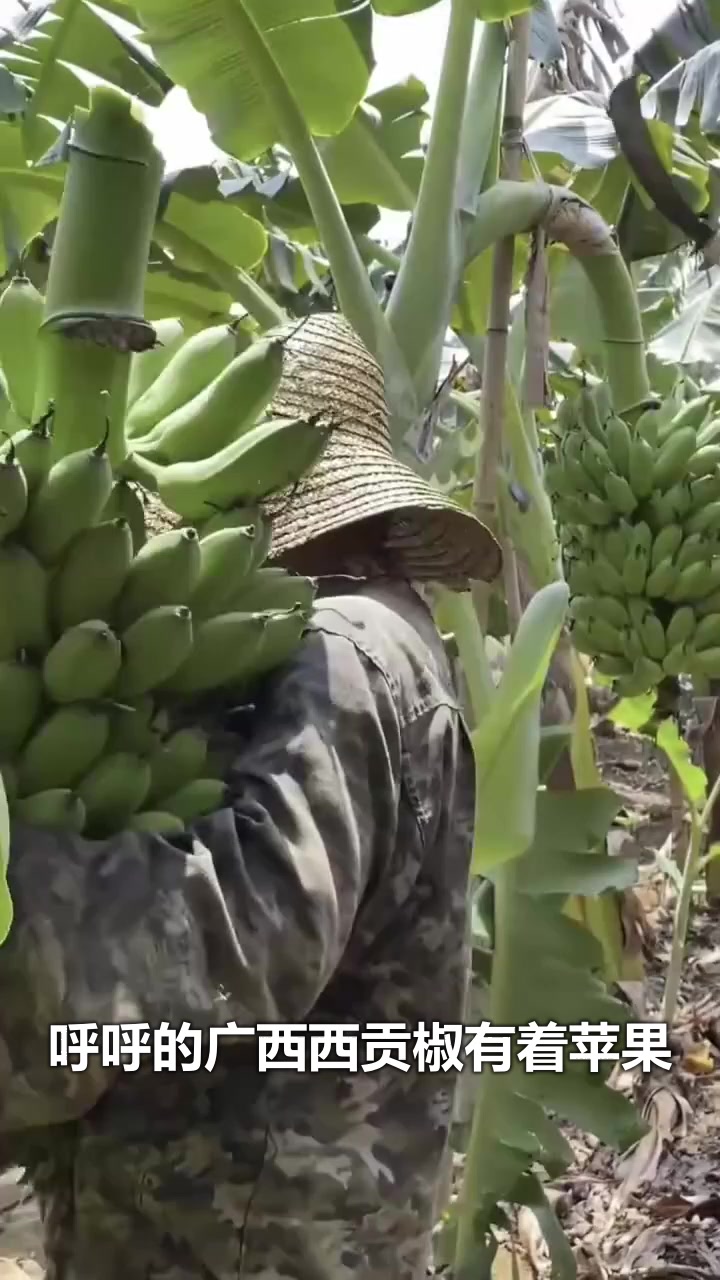 广西苹果蕉可以做水果沙拉吗?