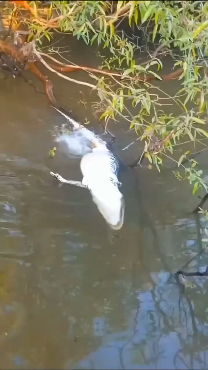 食人鱼吞噬了鳄鱼?