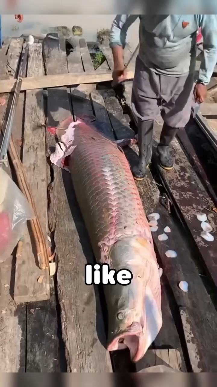 恐龙鱼你们都见过吗?