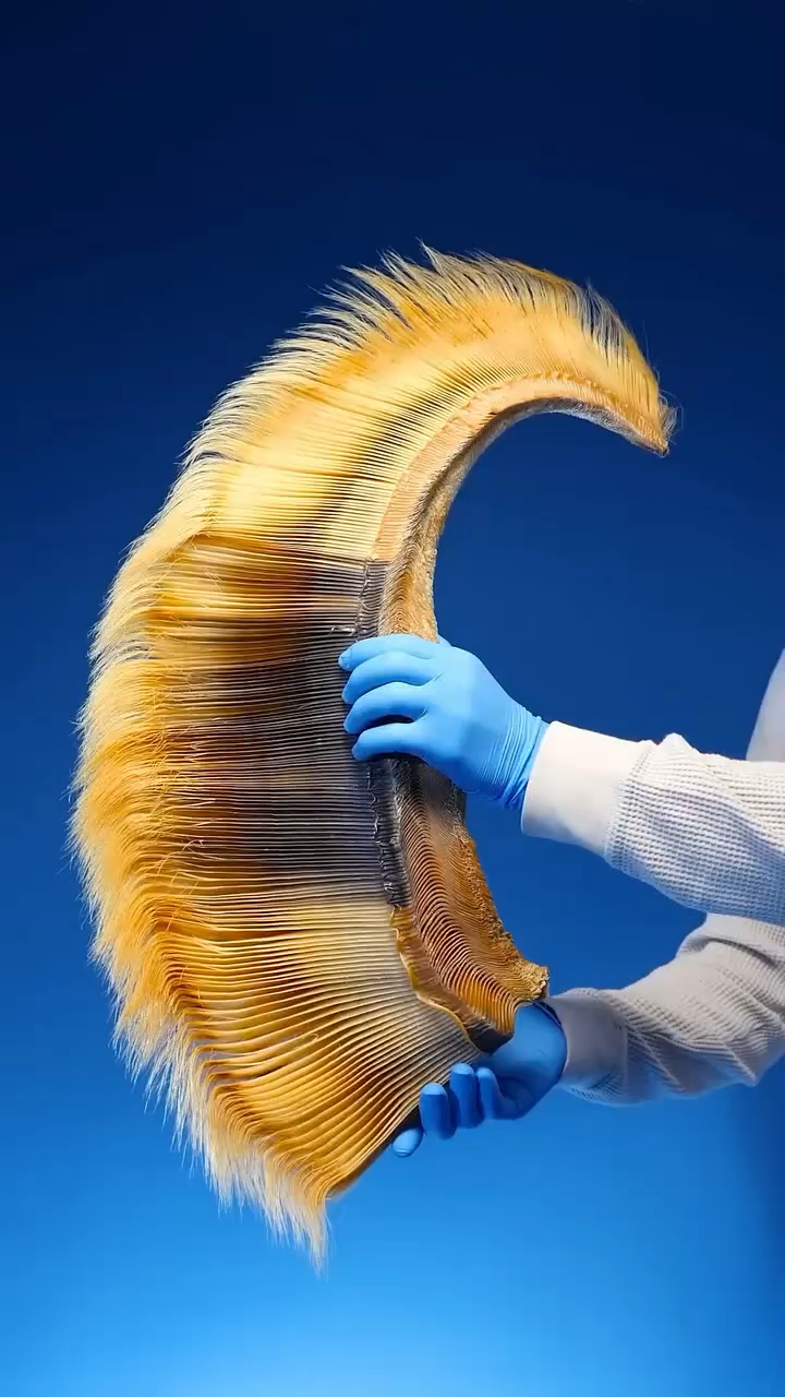 这是鲸鱼嘴巴里的特殊构造