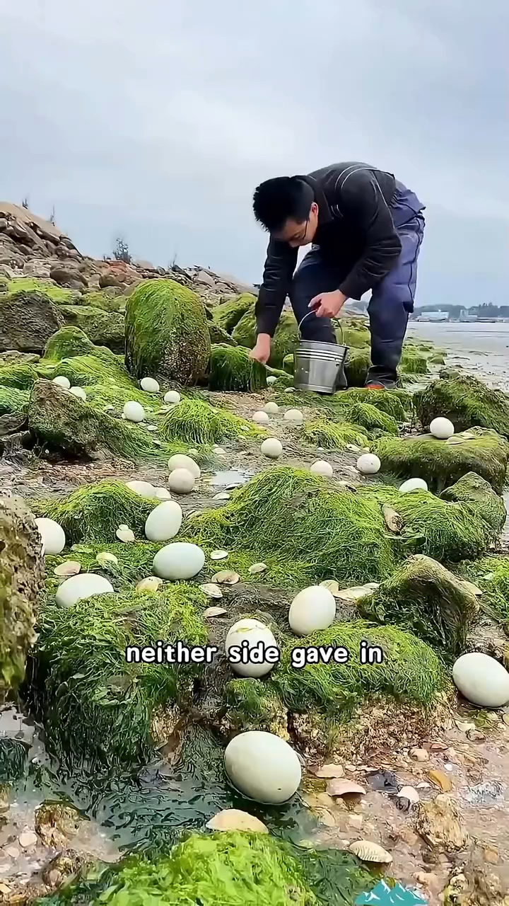 小鸭子的孵化全过程