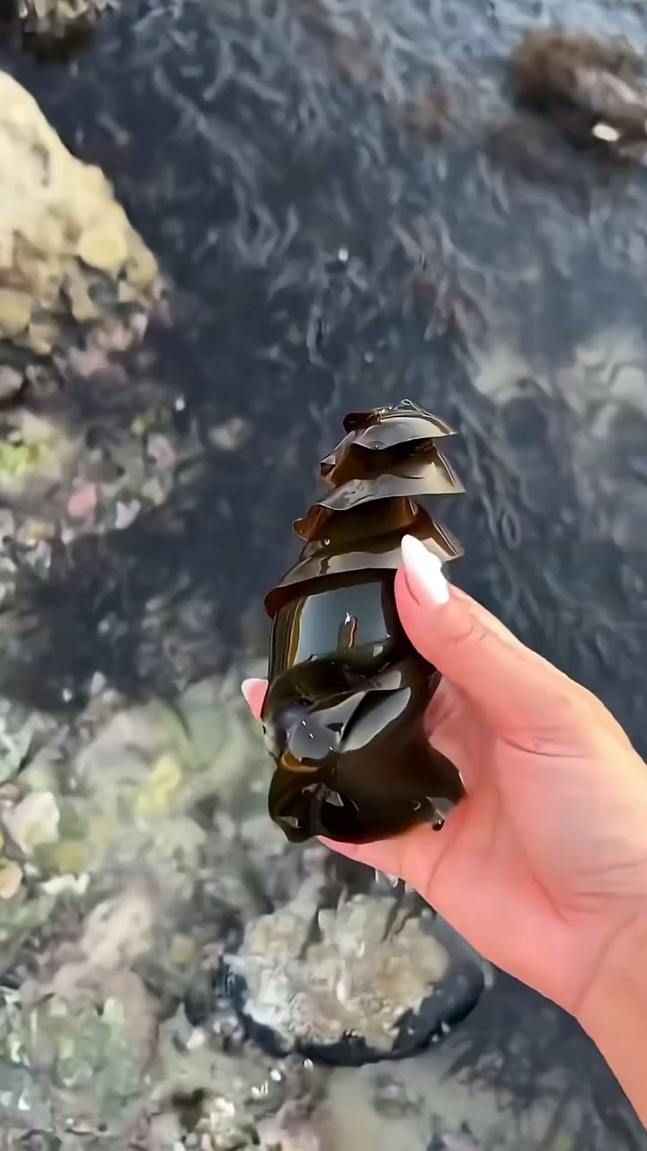 这螺旋“怪东西”竟是鲨鱼卵,涨知识了!