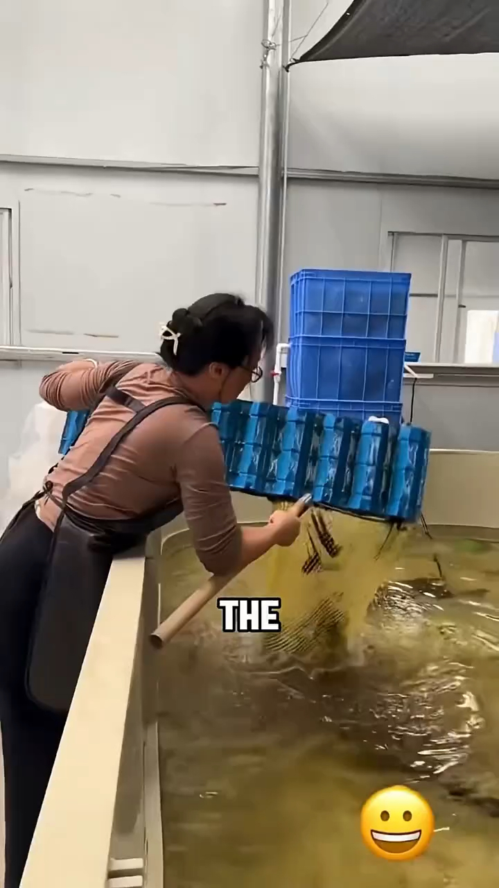 室内养的澳州蓝龙虾,这钳子蓝得好戳我!