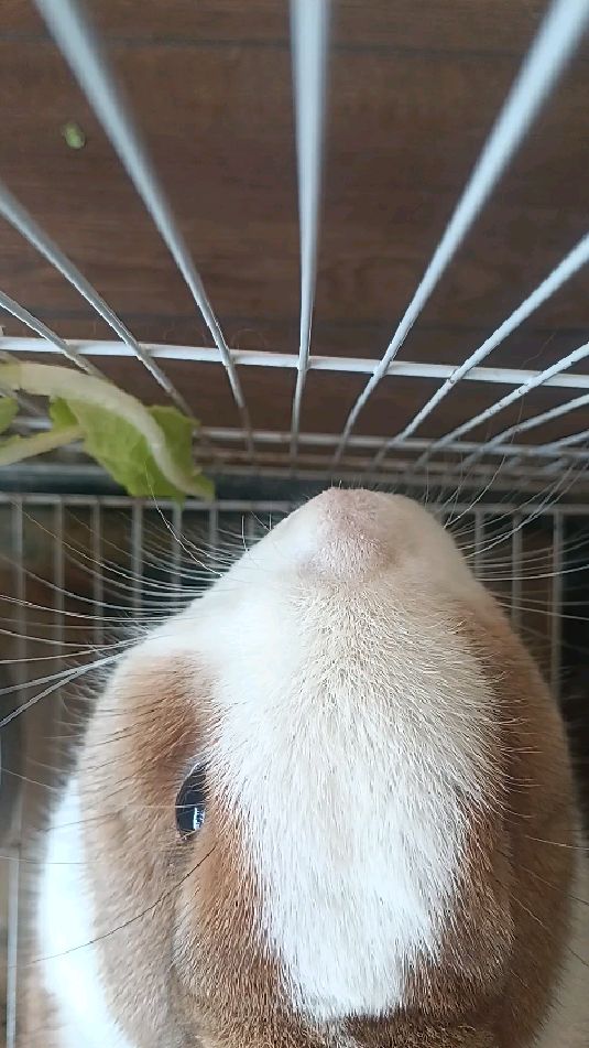 萌宠小兔子吃青菜
