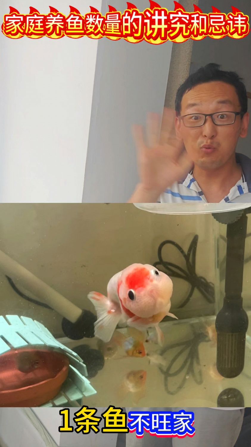 家庭饲养观赏鱼,数量的讲究和忌讳你知道吗?!