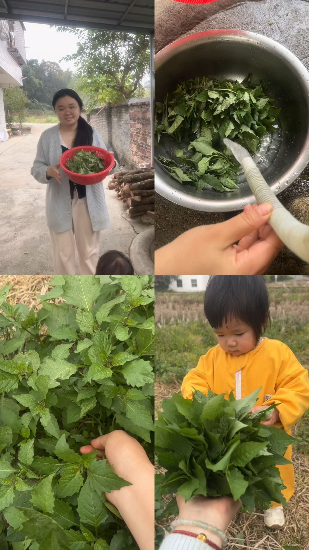 白花菜还能这样做,我都没想到